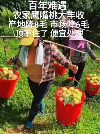 正宗农家鹰嘴桃,爽脆可口#鹰嘴桃#原产地#超便宜超划算 #桃#优质农产品