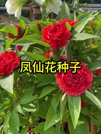 重瓣凤仙花种籽学生实验套餐四季播种开花盆栽室内易活花种籽子#凤仙花种子