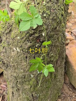 #植物科普小知识 #植物知识 #身边植物 #乡村的生活 #农村生活日常