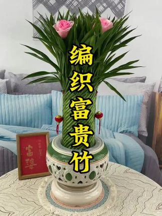 #编织富贵竹 #富贵竹 #水培植物 #室内绿植 #花卉绿植