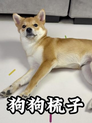 有了这个小面梳、狗狗身上的脏东西和浮毛一梳就下来了、比脸还干净#狗狗面梳 #狗狗 #萌宠好物