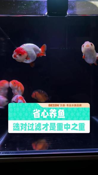 省心养鱼,过滤才是重中之重 三层四重过滤,杜绝死水,从源头让你省心省钱!年货节福利抓紧点击下方小黄车购买吧~#贝森滤舱 #周转箱过滤 #新手养鱼