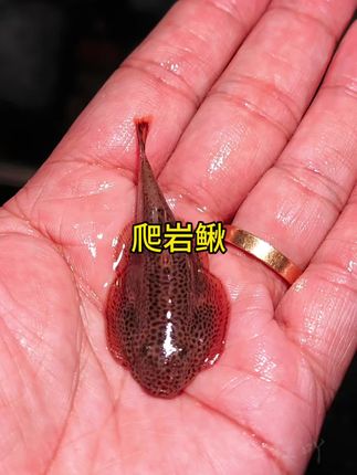 鱼缸清洁工来啦!爬岩鳅太好用了 还在为鱼缸青苔烦恼?试试爬岩鳅! 它自带“吸盘”,能牢牢贴在缸壁、石头上,啃食青苔、残食超勤快,不给藻类留机会。 体型小巧灵动,配色清新,游起来超可爱,既清洁又观赏性拉满。 新手也能养,混养不打架,让鱼缸时刻清清爽爽,省心又好看#爬岩鳅 #观赏鱼 #水族 #水族爱好者 #观赏鱼世界