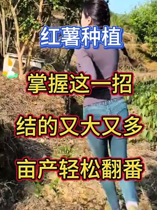 红薯高产的秘密 种红薯学会这一招,结的又大又甜#红薯种植 #红薯大丰收 #红薯高产种植 #三农 #农业种植
