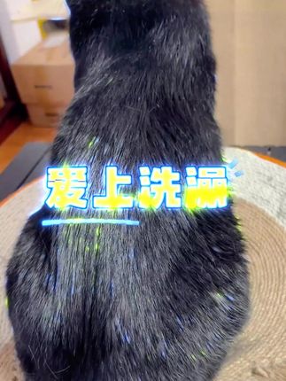 讲怪宠物二合一梳,防飞毛不伤肤,猫狗适用! #宠物洗澡神器 #宠物按摩梳 #宠物刮毛器 #猫狗防飞毛 #防飞毛神器