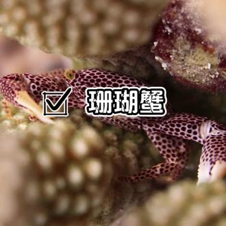 珊瑚蟹的日常维护及饲养要点 小巧可爱的珊瑚共生蟹,珊瑚缸可以闭眼入的小清洁蟹#观赏蟹 #海水鱼珊瑚 #海水缸新手入门