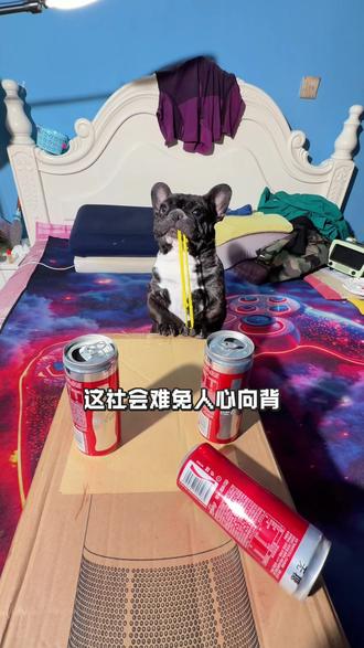 怕输一世难出头,求稳一生难封侯#可爱小狗 #看看你们的娃都在玩什么 #满级小孩迷惑行为大赏 #萌宠