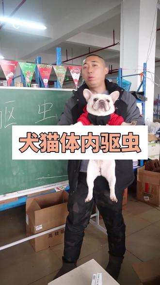 猫狗体内驱虫分开做,这样效果好#宠物驱虫