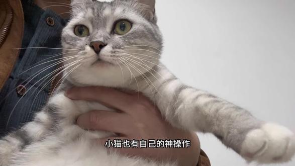 打喷嚏的小猫#谁家小猫还不会吹笛子了 #声控猫怎么掉帧了 #萌宠出道计划
