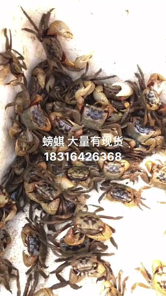 源头好货天天有 #源头直供