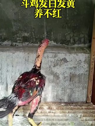 这种鸡你家里有吗#斗鸡文化上热门 #斗鸡文化 #斗鸡