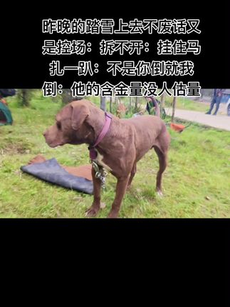 #实战猎犬 踏雪的实力强:扛大旗的主力:今天大西北阿克苏来跟你一起作战:压力就不会那么大:@ㅤㅤㅤㅤㅤㅤㅤ ㅤㅤㅤㅤㅤㅤㅤㅤ