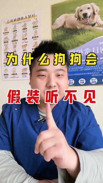 为什么狗狗会假装听不见?#养狗的乐趣 #养狗经验分享 #狗狗 #狗狗的心思都写在脸上了 #新手养狗
