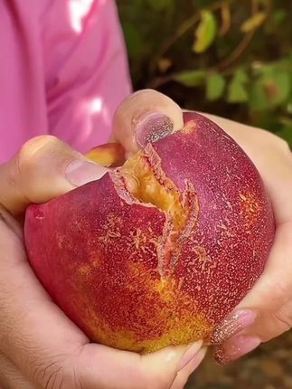 正宗大连老树麻脸丑桃,桃香浓郁,脆甜爆汁,嘎嘎好吃,爱吃桃的真的可以闭眼冲!#桃 #麻脸丑桃  #嘎嘎好吃 #优质农产品 #麻脸黄肉油桃@DOU+好生意 @DOU+上热门 @DOU+小助手