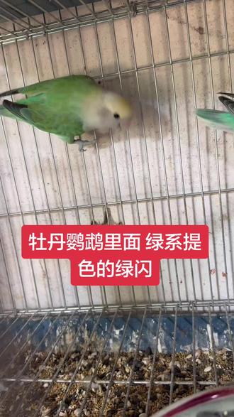 作为牡丹鹦鹉里面花色绿系提色,最重要的就是绿闪,但是原本的颜色跟长大后换羽后颜色有一些小时候就那样长大还是那样,有一些偏蓝偏松长大换羽后都是绿,所以很多时候要看潜力。#养鸟人才懂 #牡丹鹦鹉#鹦鹉 #绿闪 #鹦鹉合法养殖