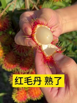 海南保亭红毛丹 #红毛丹 #海南保亭红毛丹 #红毛丹7号果 #应季水果 #新鲜采摘