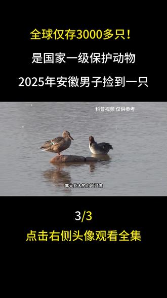 全球仅存3000多只!是国家一级保护动物,2025年安徽男子捡到一只