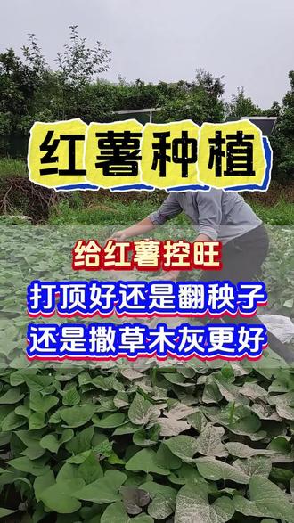 给红薯控旺,是打顶好还是翻秧子好,还是撒草木灰好#红薯高产种植 #红薯种植 #红薯大丰收 #红薯苗