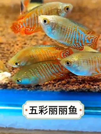 能把这种鱼养死真的算你牛!它就是新手懒人的 福音,#五彩丽丽鱼 #观赏鱼 #水族爱好者#养鱼人 #无限回购的宝藏单品 @抖加🔥上热门🔥dou+🔥热点宝