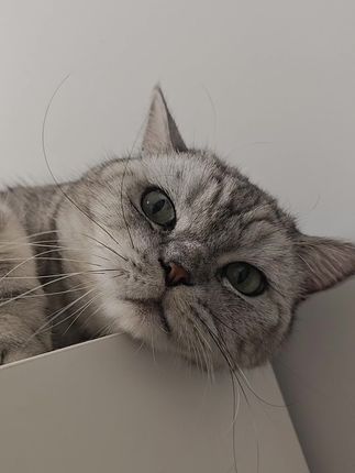 哈哈#银渐层 #萌宠 #猫咪 #家有萌宠 #记录猫咪日常