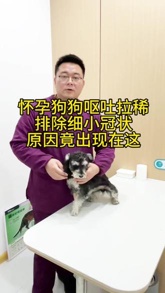 #创作灵感 怀孕狗狗又吐又拉的原因在这里#养狗经验分享养狗知识 #动物@dou+小助手 #祈愈宠物医院