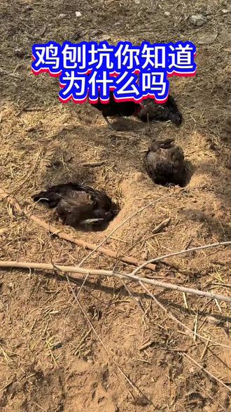 鸡刨坑,你知道为什么吗?#鸡刨坑 #鸡鸭鹅驱虫 #农村散养鸡鸭鹅 #科学养鸡 #抖音养鸡人