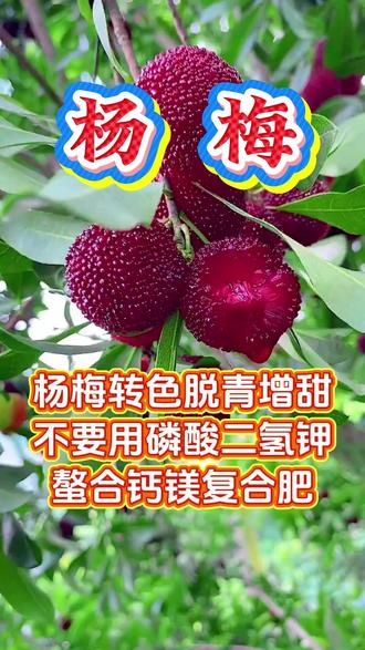 杨梅膨大施肥管理 杨梅转色脱青增甜不要用磷酸二氢钾复合肥螯合钙镁#杨梅 #杨梅种植 #杨梅管理技术 #果树 #果树种植