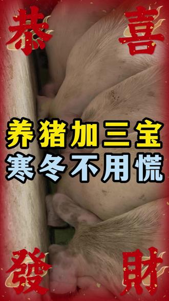 养猪加三宝 寒冬不用慌 #养猪 #怎么养好猪 #一线兽医工作者 #三农 #牛至香酚吡啶甲酸铬