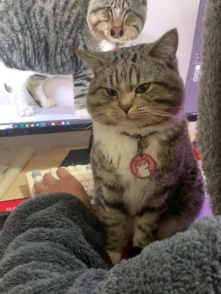 捡到的小猫被我养大啦!!#狸花猫#爱立方小鲜焙#小鲜焙mini冻干#爱立方猫粮