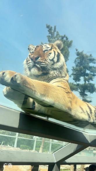 威海西霞口动物园98,恢复正常开园,一切安好!趁活动合适,快来玩儿吧!#人与动物和谐共处 #动物零距离 #亲子游玩好去处 #西霞口 #春节去哪玩