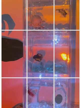 下班回家,给斗鱼换水的时刻#斗鱼换水 #养水
