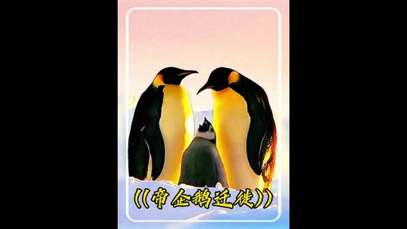 在零下几十度的南极大陆,帝企鹅爸爸抱团取暖只为守护那一枚承载着希望的蛋!#野生动物零距离 #动物世界 #企鹅 #南极洲 #帝企鹅