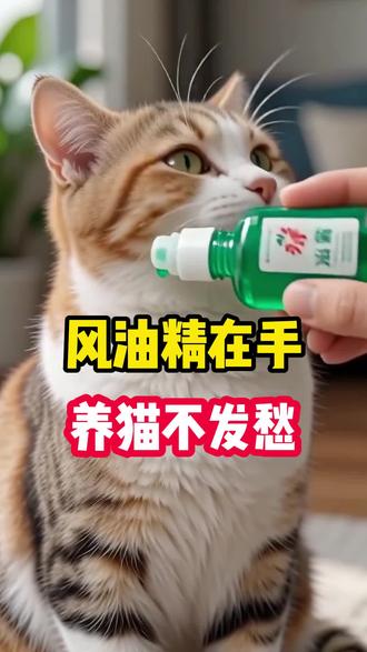风油精在手养猫不发愁#养猫必备好物 #新手养猫攻略 #猫咪驱虫#养猫新手#养猫经验分享