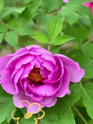 今年的胎菊口感香醇浓郁木苦涩颗粒匀称无碎渣#胎菊花茶 #菊花 #好物推荐🔥 #口感非常好 #优质农产品
