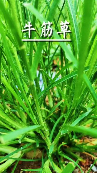 牛筋草号称千人拔#大自然的馈赠 #一日一植物 #抖音自然植物 #植物科普 #牛筋草 @DOU+上热门 @DOU+小助手