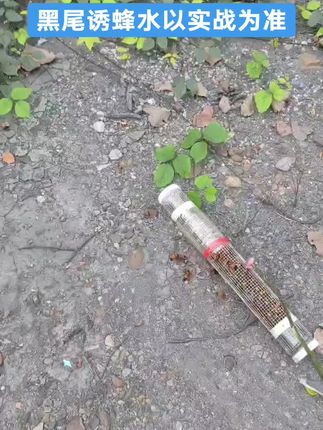 黑尾诱蜂水的下金环诱蜂水打个备注#优惠活动火爆进行中