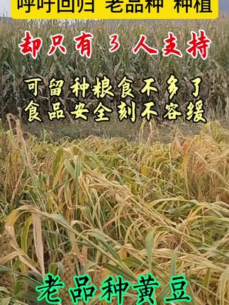 守住老品种就是守住我们的根我们的健康 #老品种黄豆 #农产品 #乡村守护人#优质农产品