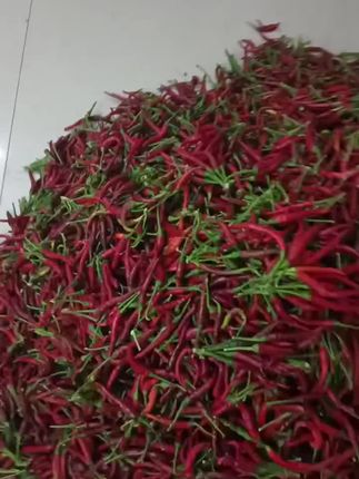 人与人之间要的就是互相信任！都是做农的辛苦钱，我只求品质价格好说话，毕竟一分钱一分货！今年五爪辣还是预计万斤以上！#生活不会辜负每一个努力的人 #真材实料才能做出好味道 #纯手工制作美食 #纯手工零添加