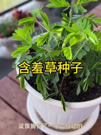 #含羞草种子 #花卉植物 #趣味植物 #含羞草害羞了 花开漂亮