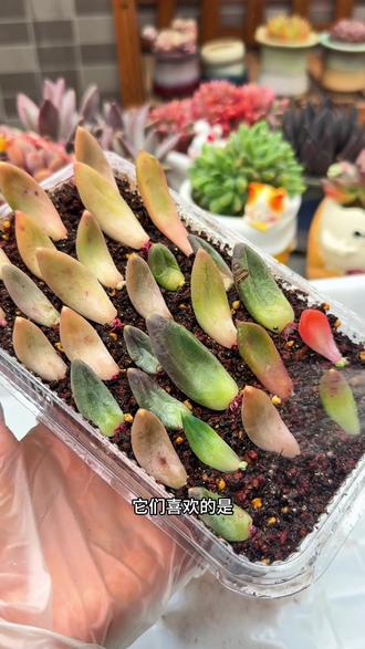 你的多肉叶插长不大,还有的不发芽?看这期我教你#多肉叶插 #多肉养护 #种子育苗记录 #好物推荐🔥