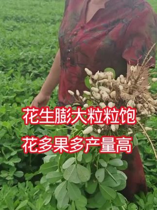 花生高产神秘配方花生膨大粒粒饱。颗颗爆满坑#花生种植 #花生膨大粒粒饱