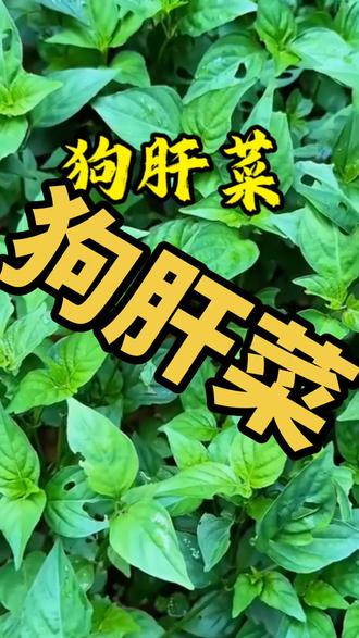 #一花一草一世界 #植物科普 #中医 #中医养生 #健康科普 @抖音小助手 @抖音创作小助手 @巨量引擎小助手 @巨量千川 @同城团购(省钱攻略)