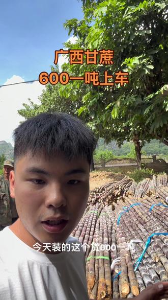 广西小甘蔗超级甜,18个糖#广西黑皮甘蔗#甘蔗