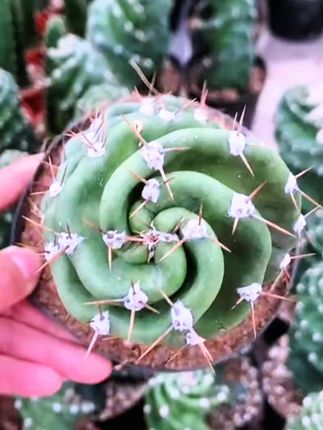 咱这个龙卷风仙人掌盆栽绿植来了。保养的新手小白都可以养护的 不挑土壤 不挑环境哦 清新空气 优雅大气 赏心悦目 没有养过的 喜欢养的可以养起来哦 #龙卷风仙人掌盆栽