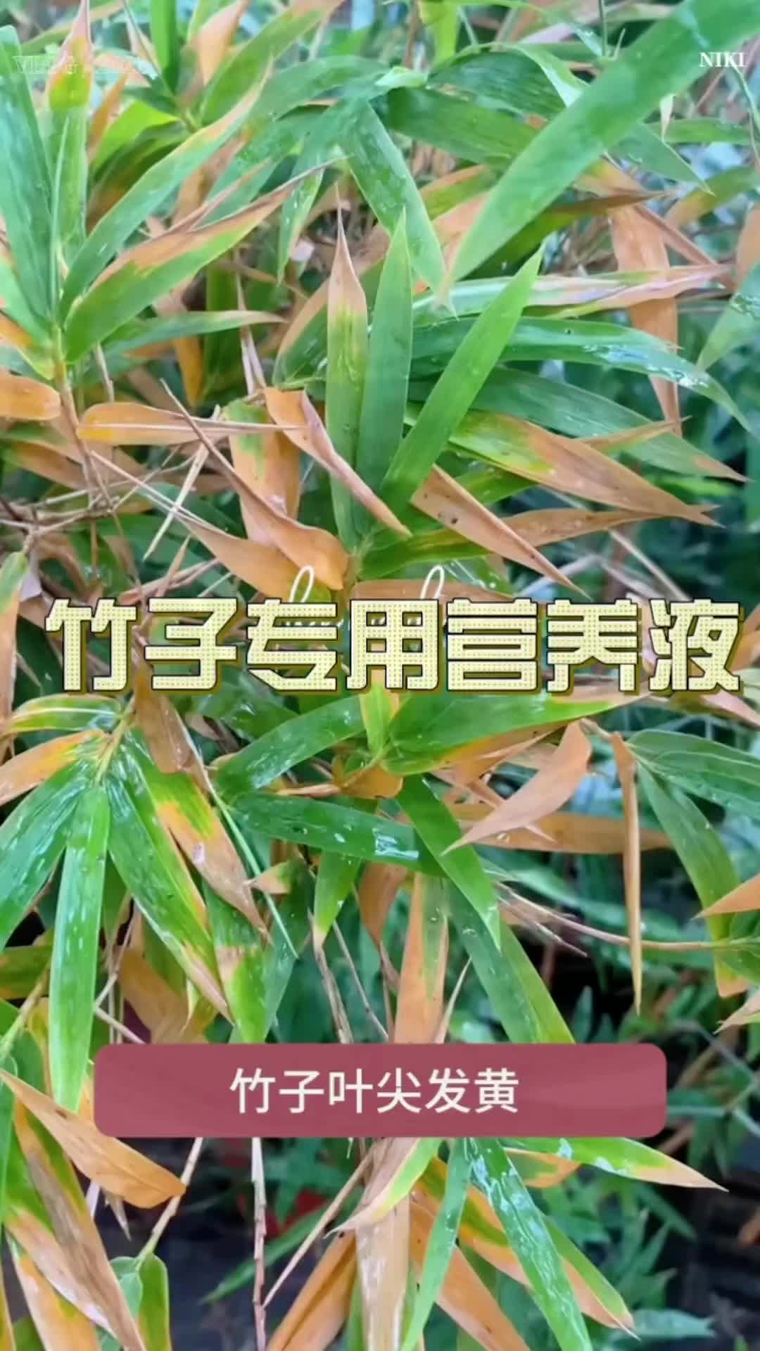 法滋园【竹子专用营养液】促根防黄叶内门竹红竹罗汉佛肚竹米竹通用#竹子专用营养液