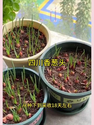 #香葱头 #香葱 #葱头 #在家种菜#三农种植
