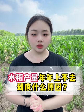 水稻产量年年上不去,到底是什么原因?#三农 #农业种植 #服务三农支持三农 #水稻种植 #水稻膨大剂苄氨烷醇