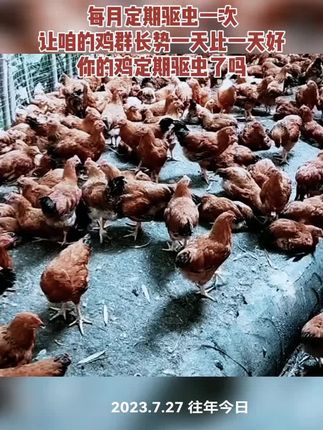#养殖 #养鸡 #农村散养土鸡 #鸡鸭鹅养殖 #阿苯达唑伊维菌素