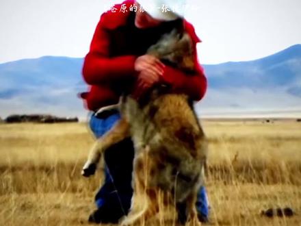 后来它成为了狼王 但是再也见不到妈妈了#歌曲苍原的狼