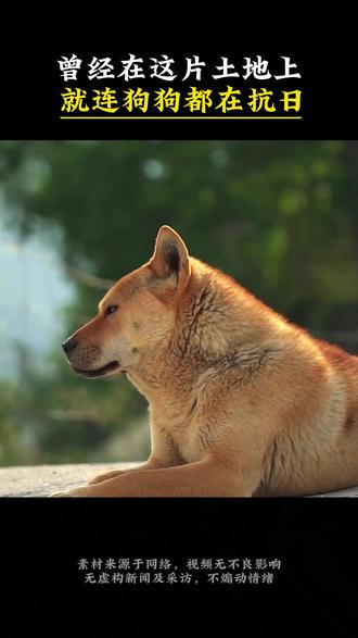 看家护院的中华田园犬 曾经在这片土地上 就连狗狗都在抗日#中华田园犬 #田园犬 #狗狗 #感动瞬间 #感人